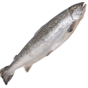 Salmão inteiro fresco