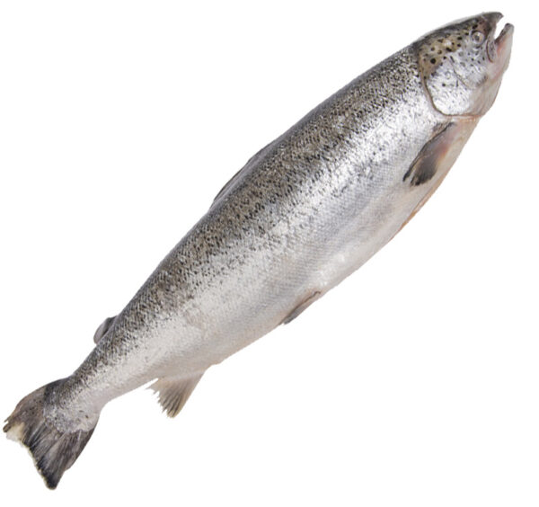 Salmão inteiro fresco